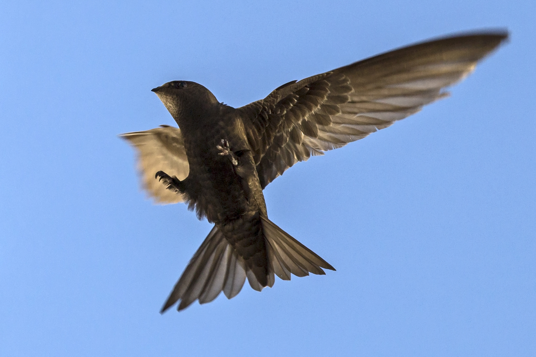 A common swift in flight